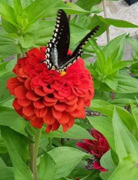 Swallowtail Butterfly on Zinnia